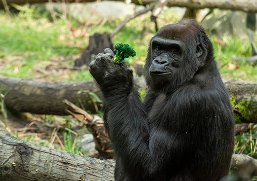 Правительство разрешило применение эторфина в ветеринарии