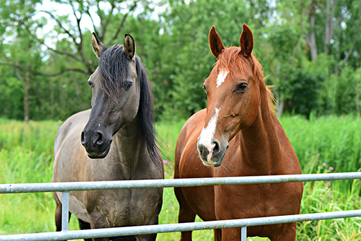 Проект новых ветеринарных правил по борьбе с африканской чумой лошадей подготовил Минсельхоз