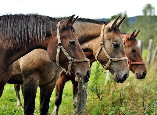 Ветврачи Подмосковья отобрали более 50 проб биоматериала для исследования болезней лошадей