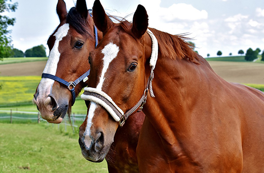 Ветеринарные специалисты Подмосковья обследовали 75 лошадей Кремлевской школы верховой езды