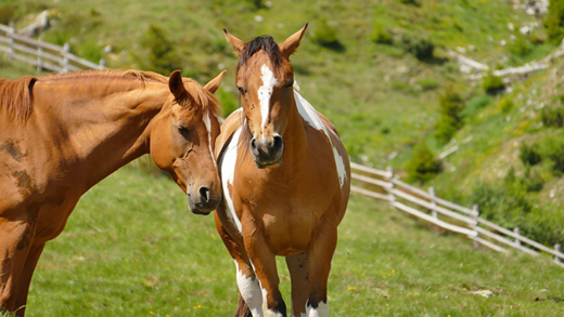 Утверждены новые ветеринарные правила по инфекционной анемии лошадей