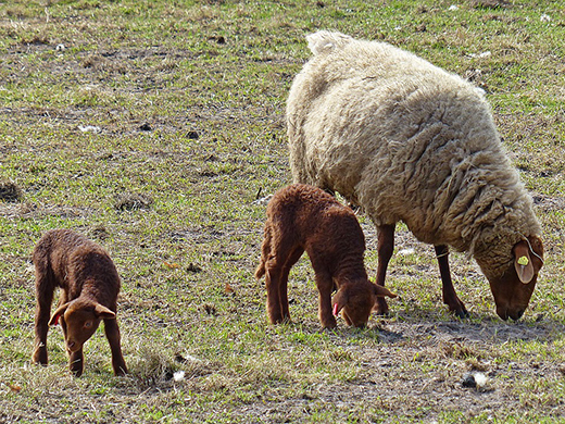 Вспышка оспы овец зафиксирована в Дагестане