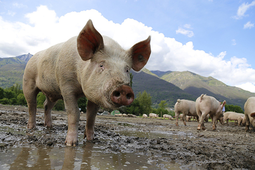 Немецкие ученые установили, что куры и свиньи не восприимчивы к COVID-19