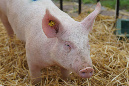 Новые ветеринарные правила по АЧС требуют держать свиней без выпаса