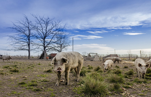 В Хабаровске объявлен режим ЧС из-за африканской чумы свиней