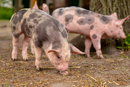 Новые ветправила для предупреждения синдрома синего уха у свиней разработали в Минсельхозе