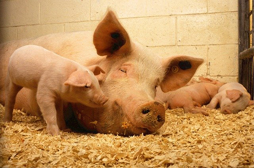 О мерах профилактики актинобациллезной плевропневмонии свиней