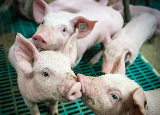 В России утверждены новые ветеринарные правила по классической чуме свиней
