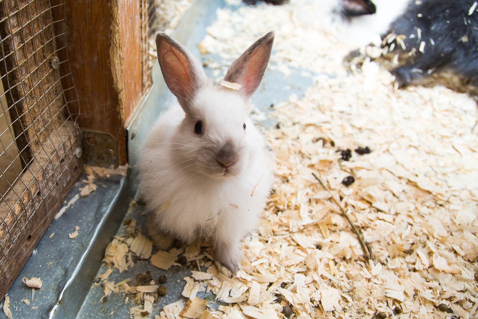 Вирусная геморрагическая болезнь кроликов (ВГБК)