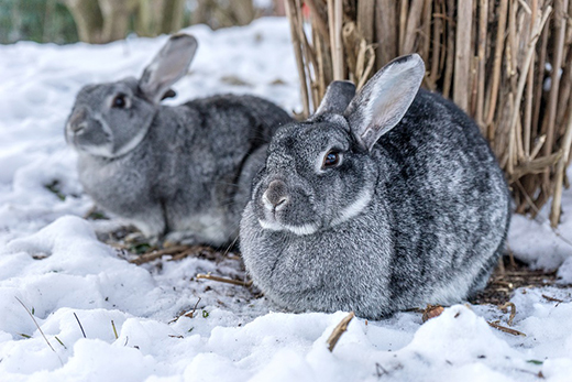 Новые ветеринарные правила по вирусной геморрагической болезни кроликов