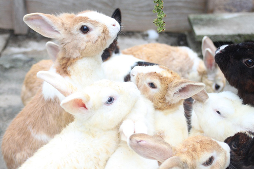 Более 380 тысяч кроликов вакцинировали в Подмосковье