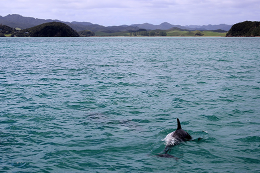 В Геленджике спасли от гибели детеныша азовского дельфина