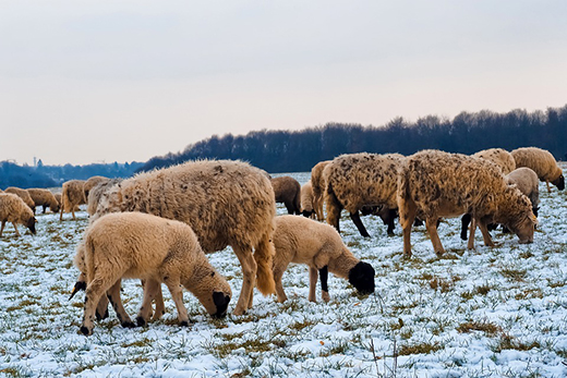 Ветеринарно-профилактические работы начались в овцеводческих хозяйствах Подмосковья
