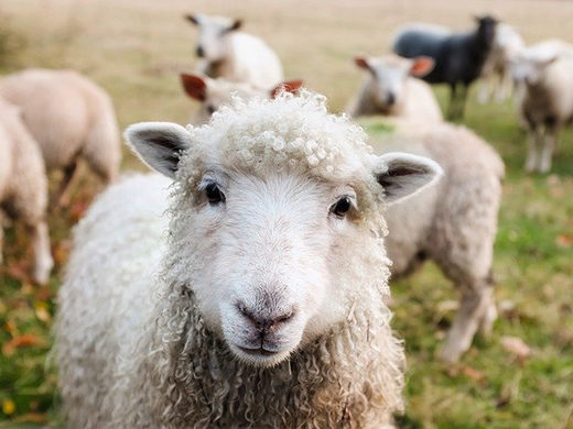 Издано учебное пособие Оспа овец и оспа коз