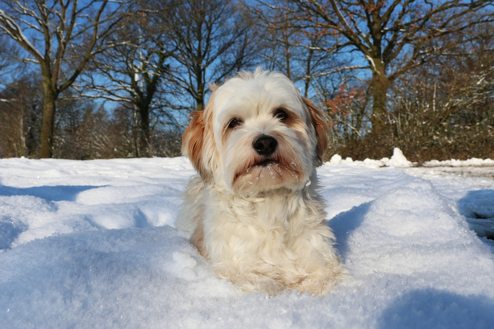 Чем опасен снег для собак