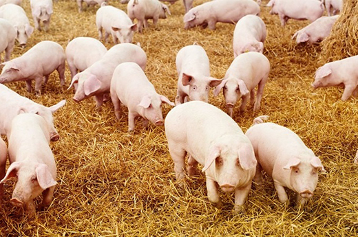 Африканская чума свиней отмечена в 20 странах мира
