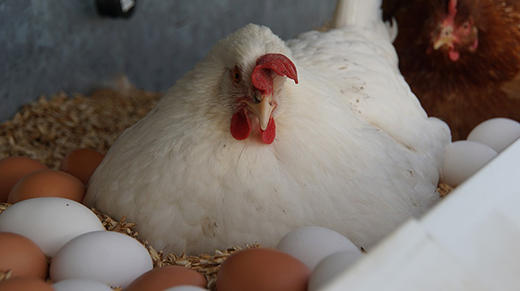 Причины расклёва курами собственных яиц