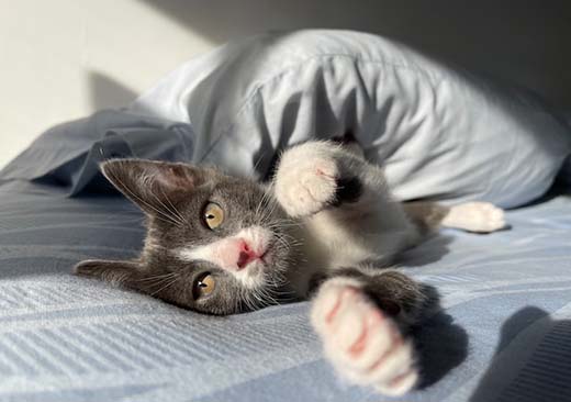4 причины, по которым кошка прячется под одеяло - Новости Ветеринарии -  cправочник лекарственных препаратов