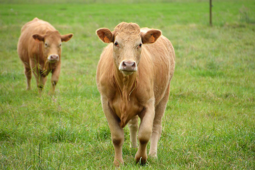 Всемирная организация здравоохранения животных признала две зоны России благополучными по ящуру с вакцинацией