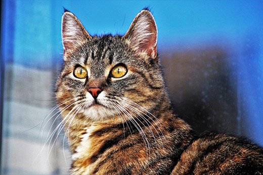 Почему у котов глаза светятся в темноте: причины и механизмы