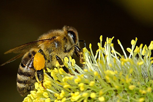 Меры профилактики отравления пчел пестицидами