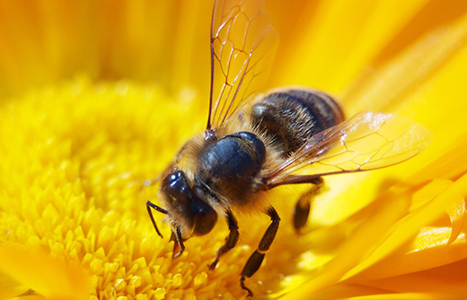 Ветеринарное обследование пчёл
