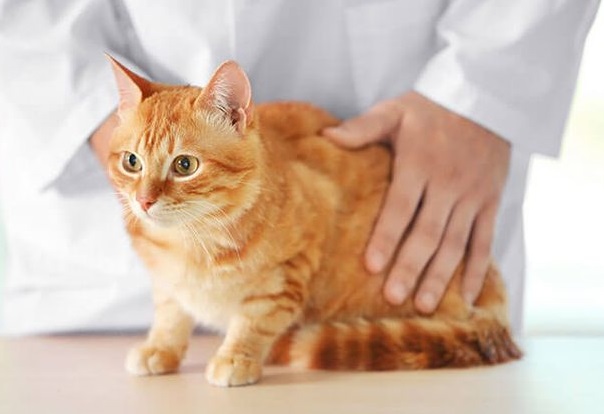 У двух кошек в США нашли антитела к коронавирусу