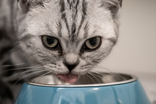 Пищевая аллергия у котов и кошек