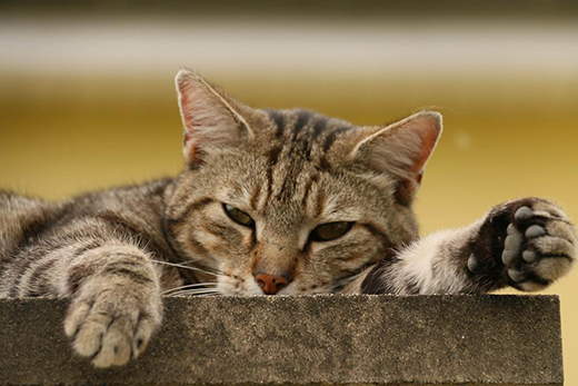 Сколько пальцев у кошки - Новости Видаль - cправочник лекарственных  препаратов