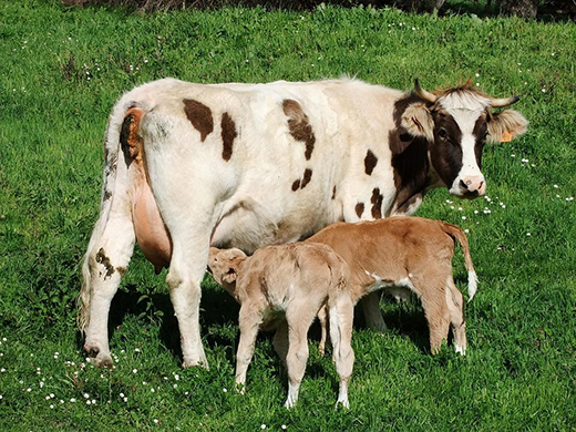 ВНИИЗЖ разработал вакцину против клинических и субклинических маститов коров