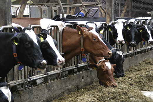 Ветеринарные врачи Дона готовятся к проведению массовых противоклещевых обработок скота