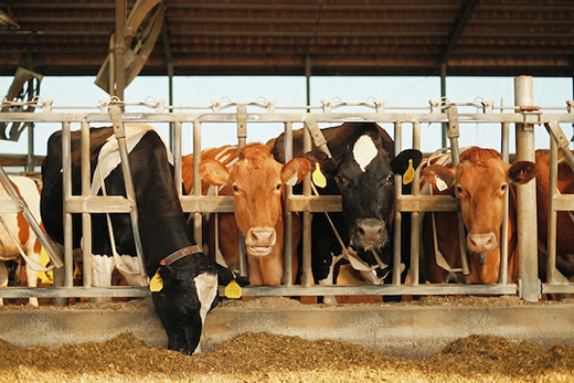Новые правила применения антибиотиков в животноводстве вступят в силу с 2025 года