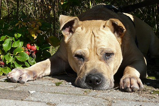 Анаплазмоз собак