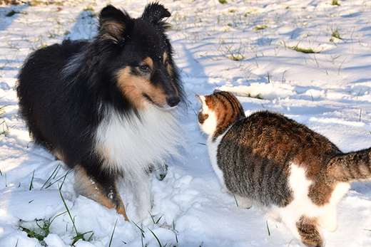 С заботой о любимце: ветклиники помогут сохранить здоровье животных в холода