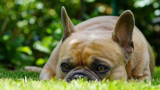 Ожирение у собак – лечение и профилактика