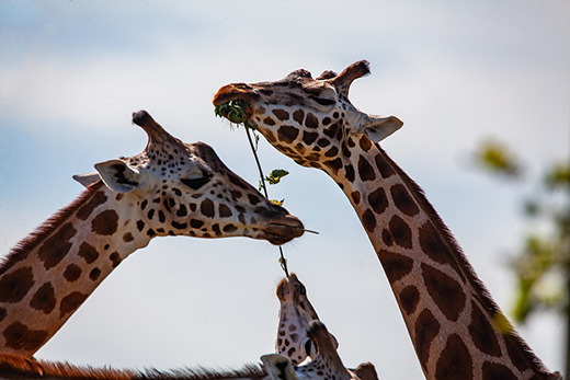 Ученые выяснили, что у жирафов выживать потомству помогают пожилые самки