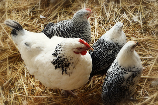 Более двух тысяч птиц проверили на птичий грипп в Приамурье