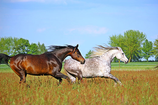 Какую скорость может развить лошадь