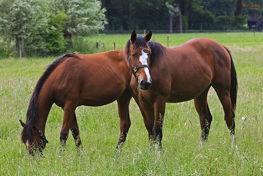 Минсельхоз подготовил новые ветеринарные правила по инфекционной анемии лошадей