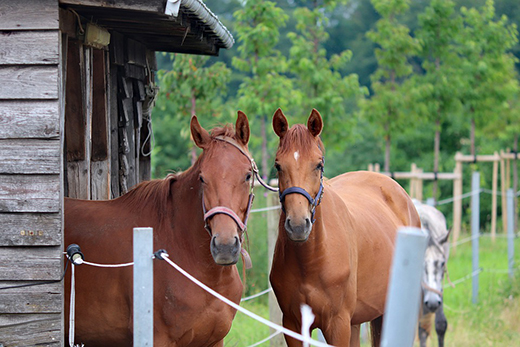 Опубликованы новые ветеринарные правила по африканской чуме лошадей