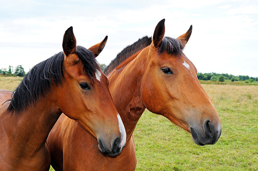 Лошади и свиньи способны различать тон человеческой речи