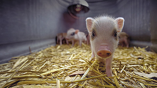 Ситуация по африканской чуме свиней в Подмосковье благополучная