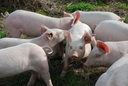 Россельхознадзор выявил некачественную вакцину против рожи свиней