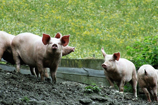 В Приамурье на АЧС проверят более тысячи свиней