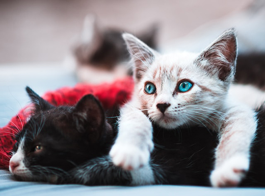 Продолжительность жизни беспородных котов и кошек - Новости Ветеринарии -  cправочник лекарственных препаратов