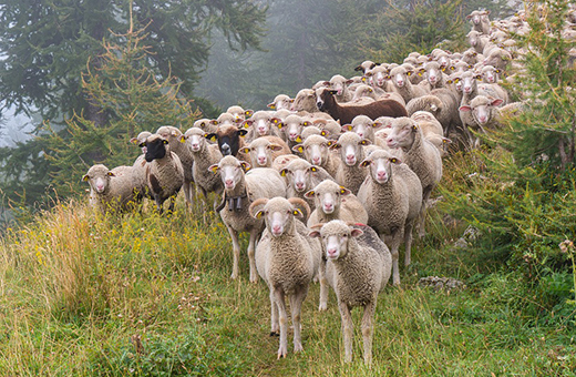 Минсельхоз разработал ветеринарные правила содержания овец и коз
