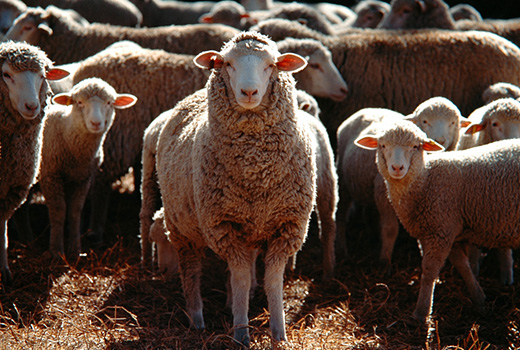 Утверждены новые ветеринарные правила для овцеводства