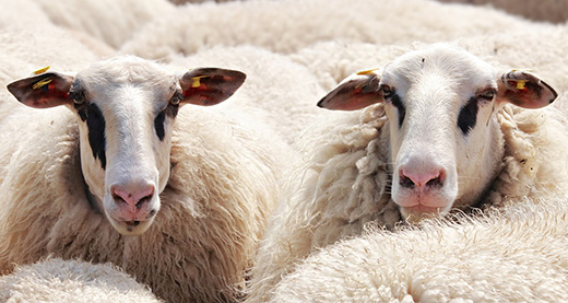 Минсельхоз разработал новые ветеринарные правила для овцеводов