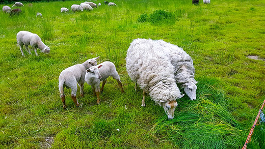 Социальное дистанцирование может спасти овец от вируса Меди-Висна