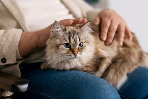 Новые способы борьбы с раком у кошек